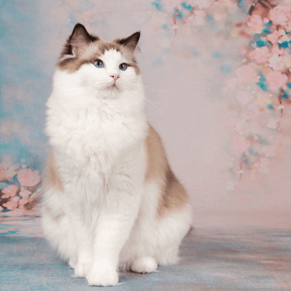 Ragdoll Cats: Gentle Companions of the Feline World – J &amp; J Pet Club