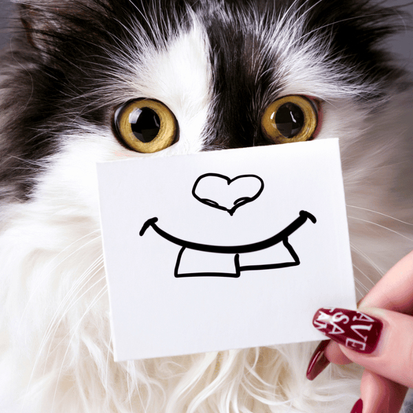 Unleash the Feline Fun: Amazing Facts about Cats | J & J PET CLUB - J & J Pet Club