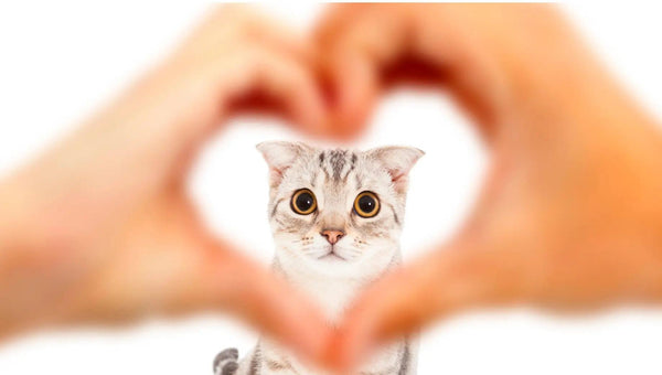 Why You Should Consider Owning a Cat: Unveiling the Benefits - J & J Pet Club