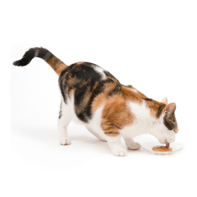 Creamy Lickable Cat Treat - Assorted Multipack - J & J Pet Club - Catit