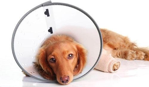E-Collar for Dogs and Cats - Remedy Recovery - Clear - J & J Pet Club - Cardinal Labs