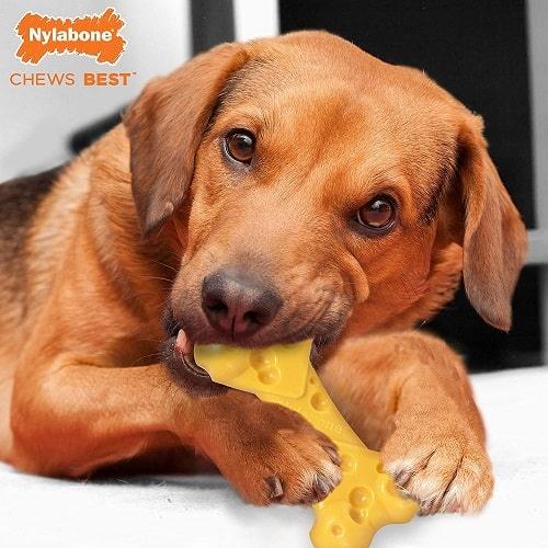 Dog Chew Toy - Power Chew - DuraChew (Cheese Flavor) - J & J Pet Club - Nylabone