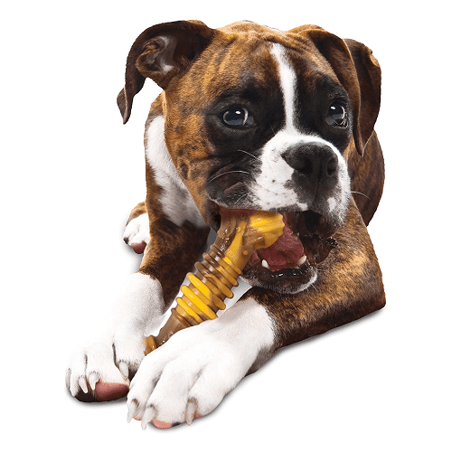 Dog Chew Toy - Power Chew - Flavor Frenzy (Philly Cheesesteak) - J & J Pet Club - Nylabone