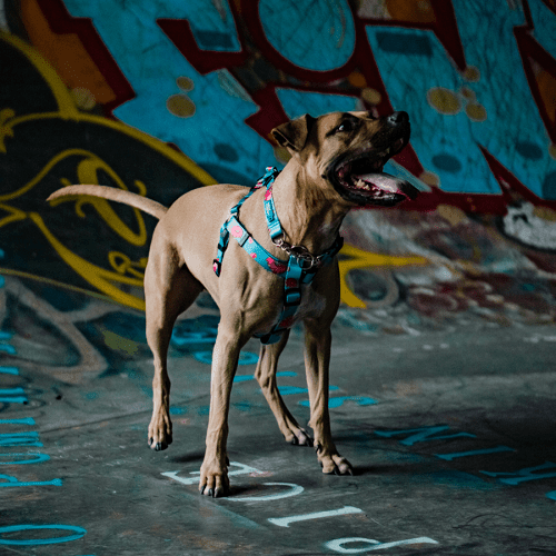 Dog Leash - IKONIC COLLECTION, FIVE-O - J & J Pet Club - Woof Concept