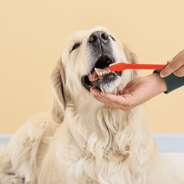 Canine Dental Care: Why It's a Must - J & J Pet Club