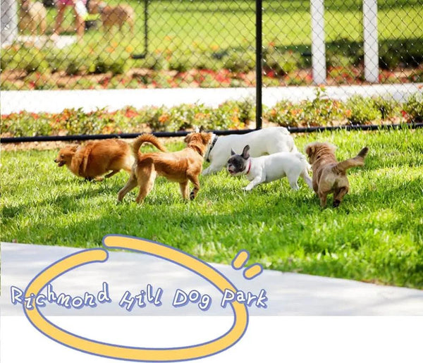 Dog Park Recommendations in Richmond Hill for You and Your Furry Friends - J & J Pet Club