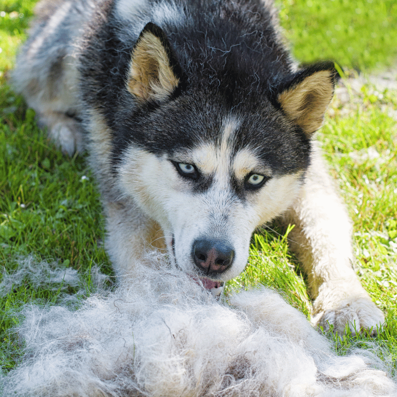 Embracing Your Furry Friends: Understanding and Managing Pet Shedding - J & J Pet Club