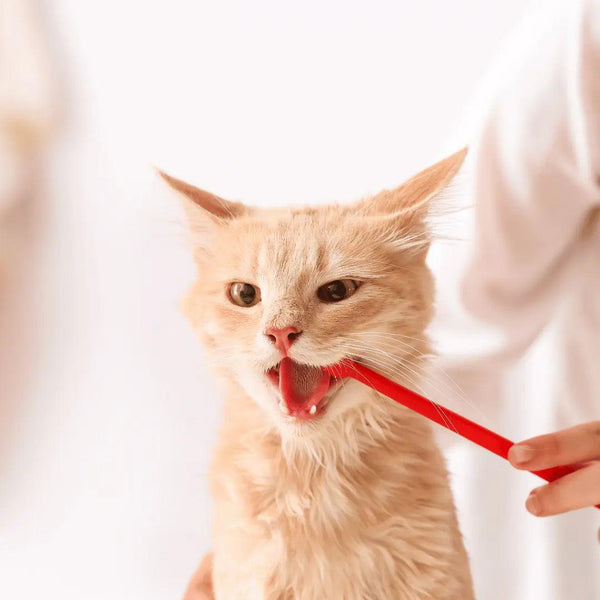 Feline Dental Health: Your Cat's Oral Care Guide - J & J Pet Club