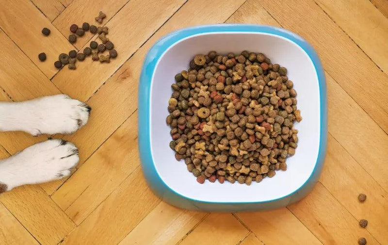 Great Dog Food Brands for Canadians: A Guide to Top Choices at J & J Pet Club - J & J Pet Club