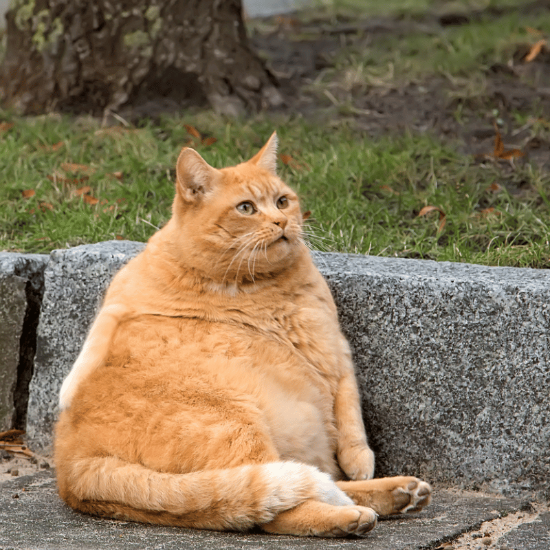 Healthy Weight Management in Cats: Understanding and Preventing Feline Obesity - J & J Pet Club