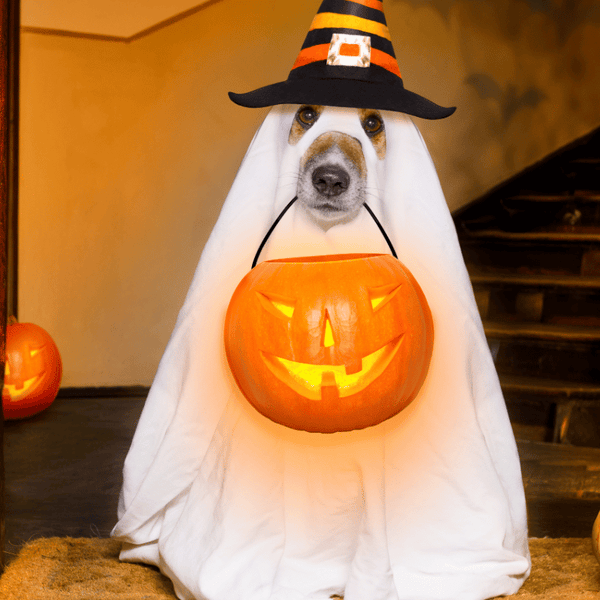 How To Make A Halloween Costume For Your Dog - J & J Pet Club