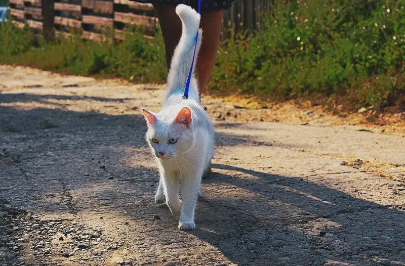 Learning How to Walk Your Cat: A Comprehensive Guide from J & J Pet Club - J & J Pet Club