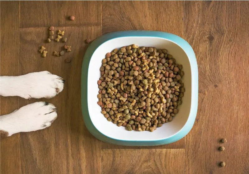 Managing Your Dog's Allergies with J & J PET CLUB's Tailored Diet Options - J & J Pet Club