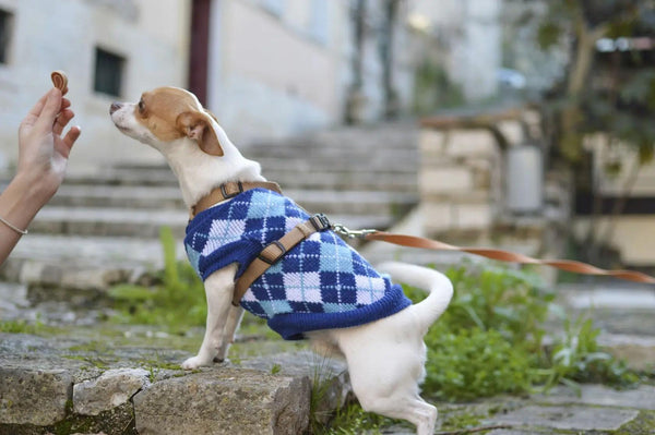 Rewarding Good Behavior: Tips for Positive Reinforcement Training With Your Dog - J & J Pet Club