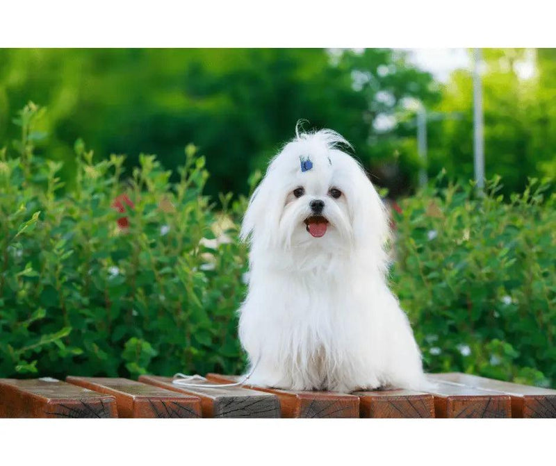 The Adorable Maltese: A Loving and Lively Companion | J & J PET CLUB - J & J Pet Club