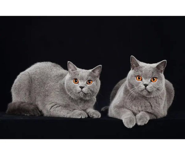 The Endearing Charm of the British Shorthair: A Spotlight by J & J PET CLUB - J & J Pet Club