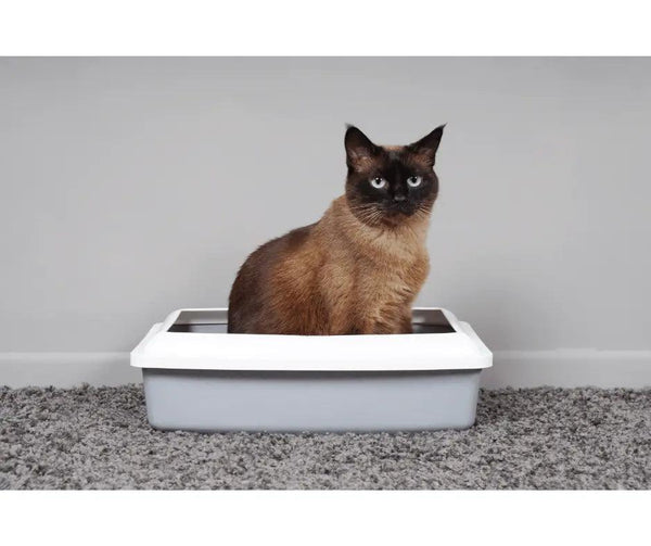 The Lowdown on Feline Bloody Stool: What to Know and How to Respond | J & J PET CLUB - J & J Pet Club