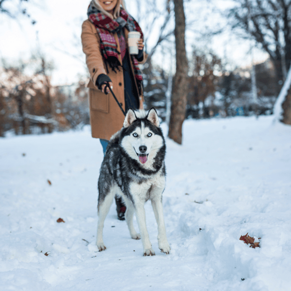 Winter Dog-Walking Tips: Keeping Your Furry Friend Safe and Cozy - J & J Pet Club