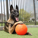 Interactive Dog Toy - Jolly Soccer Ball