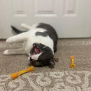 Tubes amusantes à chat - jouets Catnip Cat - 3 pc