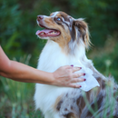 梳洗湿巾 - 绿茶 & 夏威夷白姜