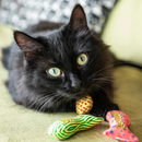 Catnip Cat Toy - Stinkies Catnip Sardines Trio