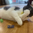 Bouncy Cat Toy - Colorful Springs - Wide - 10 pk