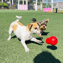 Jouet à mâcher de chien - solide mâle - Cône à mâcher costaud (saveur de bacon)