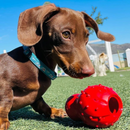 Jouet à mâcher de chien - solide mâle - Cône à mâcher costaud (saveur de bacon)