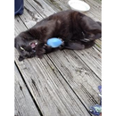 Catnip Cat Toy - Cigars - Blue & Pink - 1 pc