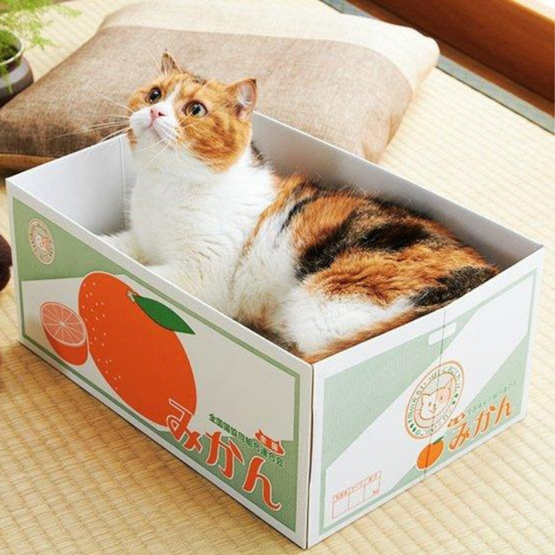 Cat Scratching Box