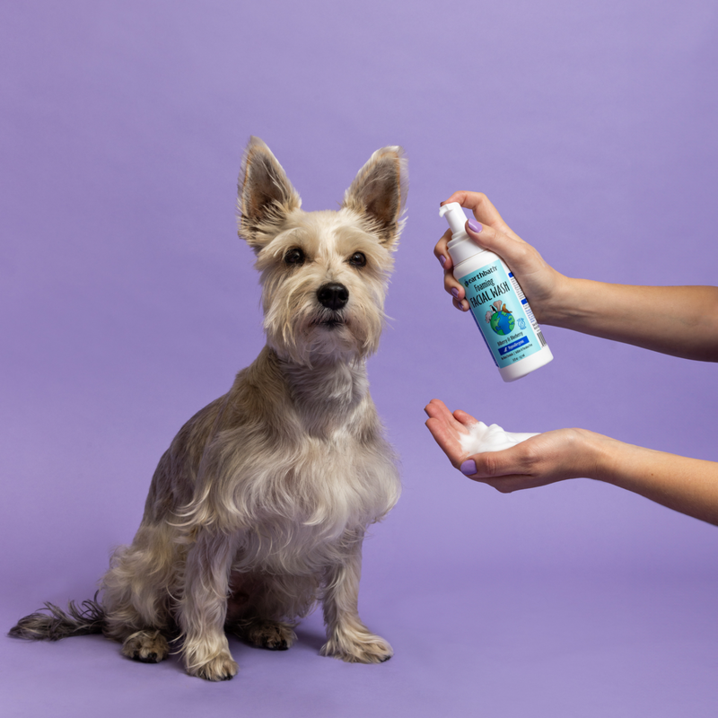 Dog & Cat Grooming Foam - Foaming Facial Wash (Bilberry & Blueberry) - 8 fl oz