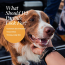 Oatmeal & Tea Tree Oil Infuser Shampoo For Dogs - 16 fl oz