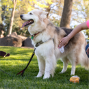 狗猫通用清洁湿巾 - 燕麦芦荟配方（香草杏仁味）- 100片