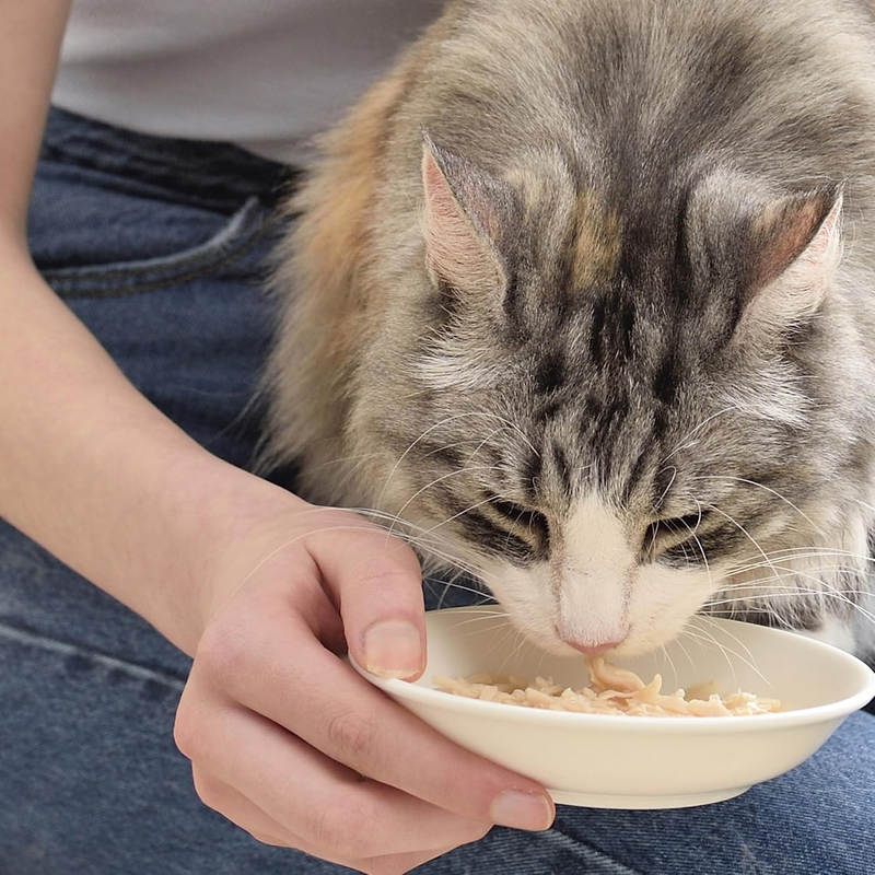 Courte de chat à plat latérale - bouillon de poulet - Recette de poulet et de saumon - 1,76 oz pochette