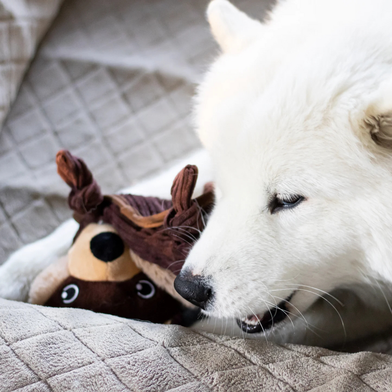 Rebuildable Dog Toy - Bernie The Beaver