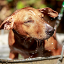 狗猫专用低致敏洗发水 - 16液体盎司