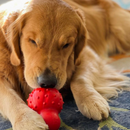 Jouet à mâcher de chien - solide mâle - Cône à mâcher costaud (saveur de bacon)