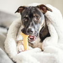 Toy Chew Chew - Power Chew - Barbell durable (saveur de beurre d'arachide)