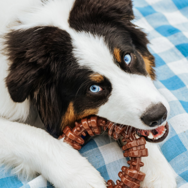 Dog Chewing Toy - POWER CHEW - Textured Ring (Flavor Medley)