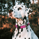 Utility Classic Dog Collar