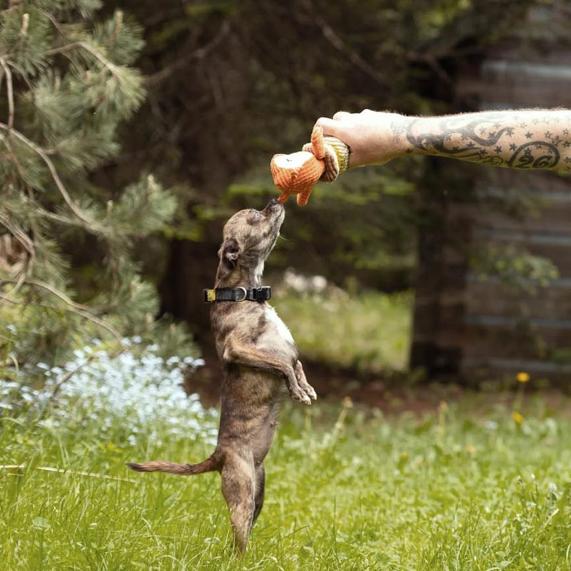 Puppy Toy with Teething Ring - Baby Fox