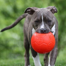 Interactive Dog Toy - Jolly Soccer Ball