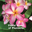 Dog & Cat Shampoo - SPA PURE - Hypoallergenic & Tearless (Oatmeal Enriched) - 16 fl oz