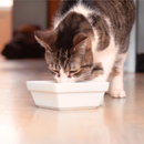 Nourriture de chat humide, mélange rustique de saumon sauvage, 5,5 oz