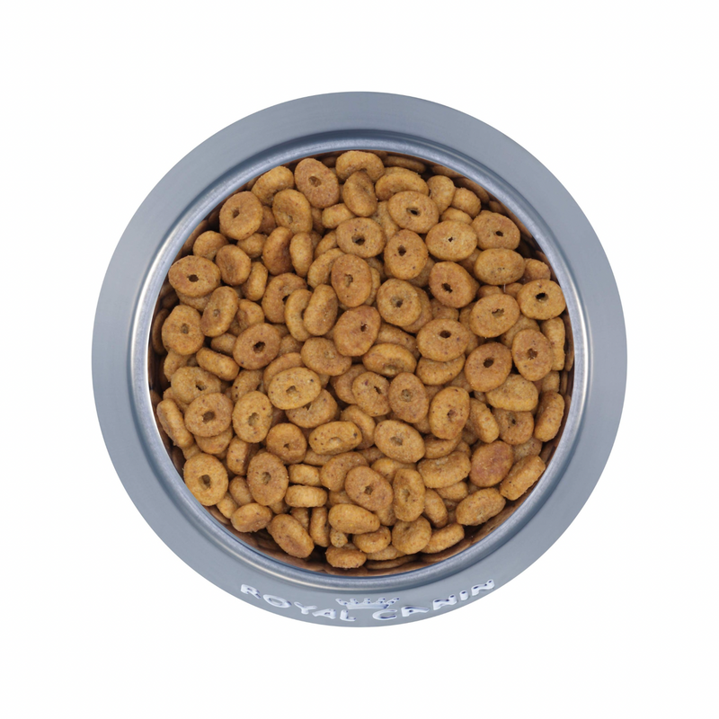 成年猫干粮 - 食欲控制