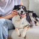 Supplément de chien - Probiotic - 90 ct mâtes souples