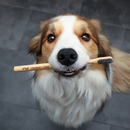 Bamboo Toothbrush For Dogs