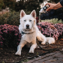 Dry Dog Shampoo - Lavender Deodorizer