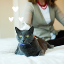 Cat Wipes - Hypoallergenic Cat Wipes